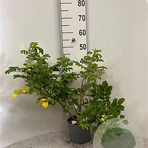 Rosa rugosa 'Alba' 40-60 cm 2,0L