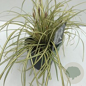 Carex 'Evergold' GM C5