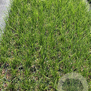 Cortaderia s. 'Pumila' GM 2,0L