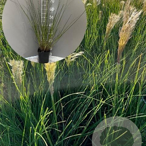 Cortaderia s. 'Pumila' GM 2,0L