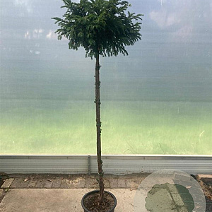 Taxus baccata 160 cm stam 25L bol