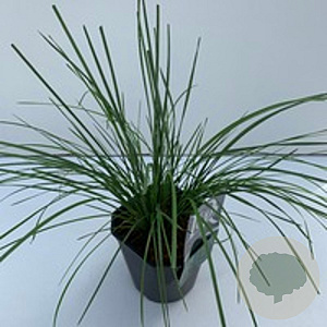 Deschampsia 'Goldtau' GM 2,0L