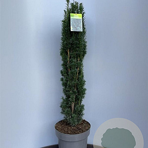 Taxus b. 'Fastigiata Robusta' 80-90 cm 12L versgepot