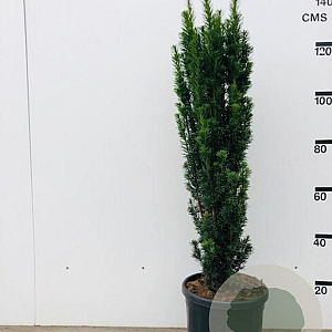 Taxus b. 'Fastigiata Robusta' 100-120 cm 18L