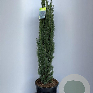 Taxus b. 'Fastigiata Robusta' 100-120 cm 18L