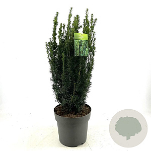 Taxus media 'Hillii' 50-60 cm 7,5L