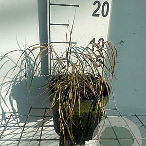 Hakonechloa macra 'All Gold' GM 2,0L