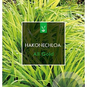 Hakonechloa macra 'All Gold' GM 2,0L