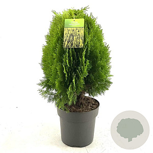 Thuja occ. 'Aurea Nana' 50-60 cm 10L