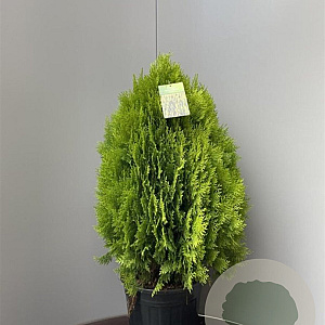 Thuja occ. 'Aurea Nana' 60-70 cm 18L