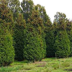Thuja occ. 'Brabant' 600-700 cm draadkluit solitair