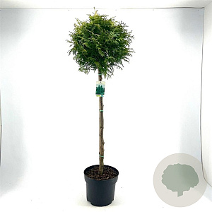 Thuja occ. 'Brabant' 80 cm stam 10L kroon