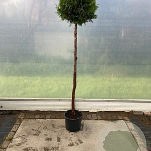 Thuja occ. 'Brabant' 160 cm stam 25L kroon