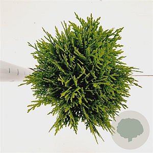 Thuja occ. 'Danica' 20-30 cm 2,5L