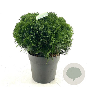 Thuja occ. 'Danica' 30-40 cm 10L