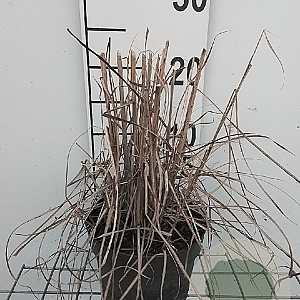 Miscanthus sin. 'Ferner Osten' GM 2,0L