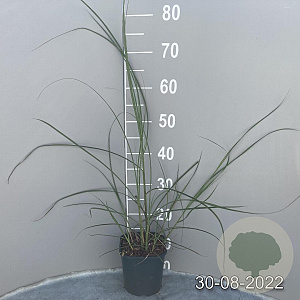 Miscanthus sin. 'Malepartus' GM 2,0L