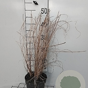 Miscanthus sin. 'Morning Light' GM 2,0L