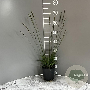 Molinia caerulea 'Moorhexe' GM 2,0L