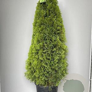 Thuja occ. 'Smaragd' 140-160 cm 35L