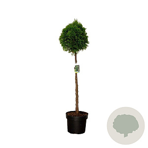 Thuja occ. 'Smaragd' 80 cm stam 10L bol