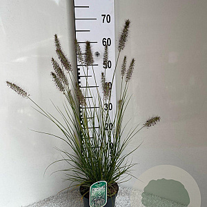 Pennisetum al. 'Hameln' GM 2,0L