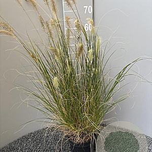 Pennisetum al. 'Hameln' GM 2,0L