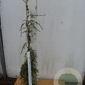 Tsuga can. 'Cole's Prostrate' 80-100 cm 5,0L