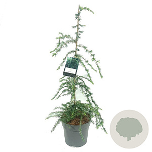 Tsuga can. 'Pendula' 80-100 cm 5,0L