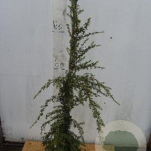 Tsuga can. 'Pendula' 80-100 cm 5,0L