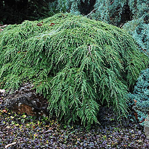 Tsuga can. 'Pendula' 100-125 cm 7,5L solitair