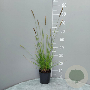 Sesleria autumnalis GM 2,0L