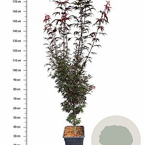 Acer pal. 'Skeeter's Broom' 150-175 cm 15L