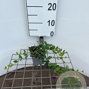 Vinca minor 'Atropurpurea' GM P9