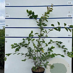Amelanchier lamarckii 100-125 cm 7,5L solitair