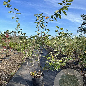 Amelanchier lamarckii 100-125 cm 7,5L solitair