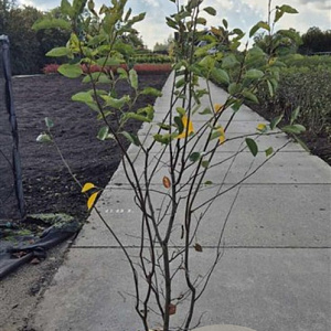 Amelanchier lamarckii 150-175 cm 15L