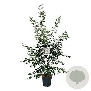 Amelanchier lamarckii 150-175 cm 15L