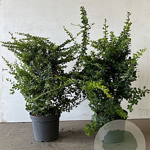 Berberis thunbergii 40-60 cm 7,5L