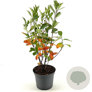 Aronia melanocarpa 40-50 cm 3,0L
