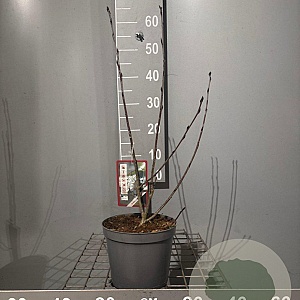 Aronia prunifolia 'Viking' 50-60 cm 3,0L