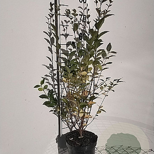 Ligustrum ovalifolium 60-80 cm 3,0L