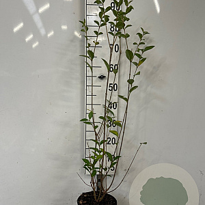Ligustrum ovalifolium 60-80 cm 3,0L