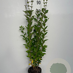 Ligustrum ovalifolium 80-100 cm 3,0L