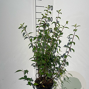 Philadelphus 'Lemoinei' 60-80 cm 3,0L
