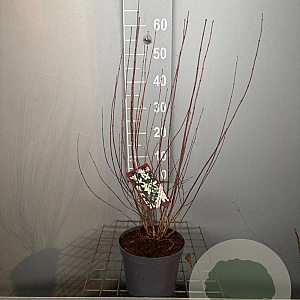 Philadelphus 'Mont Blanc' 50-60 cm 3,0L