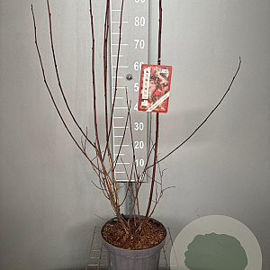 Physocarpus opulif. 'Diabolo' 80-100 cm 7,5L