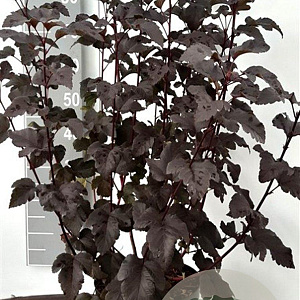 Physocarpus opulif. 'Diabolo' 80-100 cm 7,5L