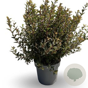 Physocarpus opulif. Little Devil 30-40 cm 3,0L