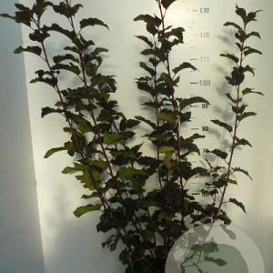 Physocarpus opulif. 'Red Baron' 80-100 cm 7,5L